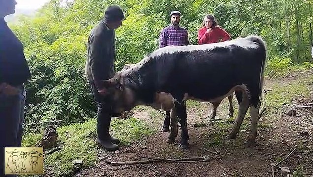 Rencontres de bouviers en Alsace Mai 2023 partie 1