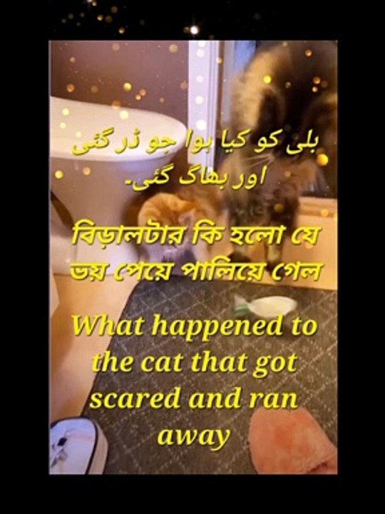 What happened to the cat that got scared and ran away