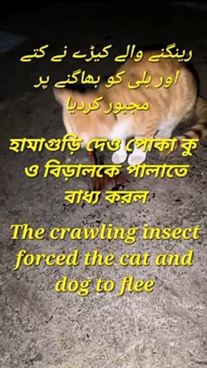 The crawling insect forced the cat and dog to flee