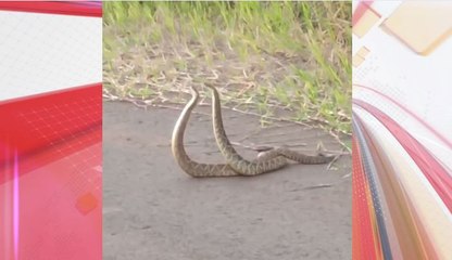 Cascavéis são flagradas em 'momento íntimo' no Paraná; vídeo