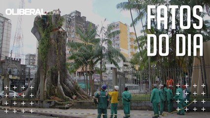'Samaumeira da Praça Santuário': operários da Semma começam retirada da árvore