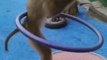 Monkey playing with rings