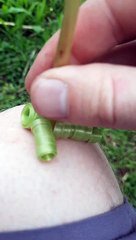 Curly Dandelions After The Rain