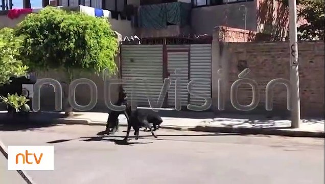 Vecinos están atemorizados : Perros de raza rottweiler atacan a un can callejero