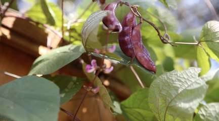 How to Plant and Grow Purple Hyacinth Bean Vine