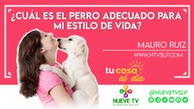 ¿Cuál es el perro adecuado para mi estilo de vida?