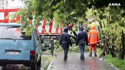 Emilia-Romagna, strage di alberi da frutto: 10 milioni da estirpare