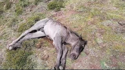 El ganadero Enrique Serrano denuncia el ataque del lobo a uno de sus potros en la zona de Valvanera (La Rioja)