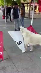 CHP flamalarının asılı olduğu ipi koparan köpeğin videosu viral oldu!