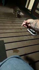 Raccoon Slyly Swipes Slide