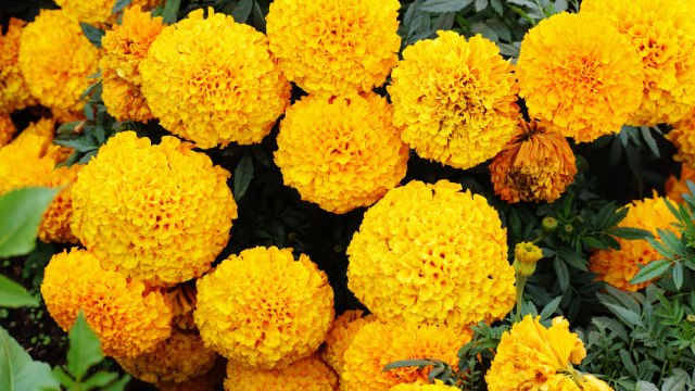 Best and Worst Flowers And Plants For A Pet-Friendly Garden