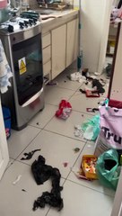 Innocent Dog Surrounded By Trash