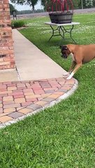 Garden Snake Versus Boxer Dog