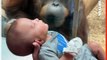 Curious Orangutan Inspects Baby at Louisville Zoo