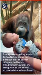 Curious Orangutan Inspects Baby at Louisville Zoo