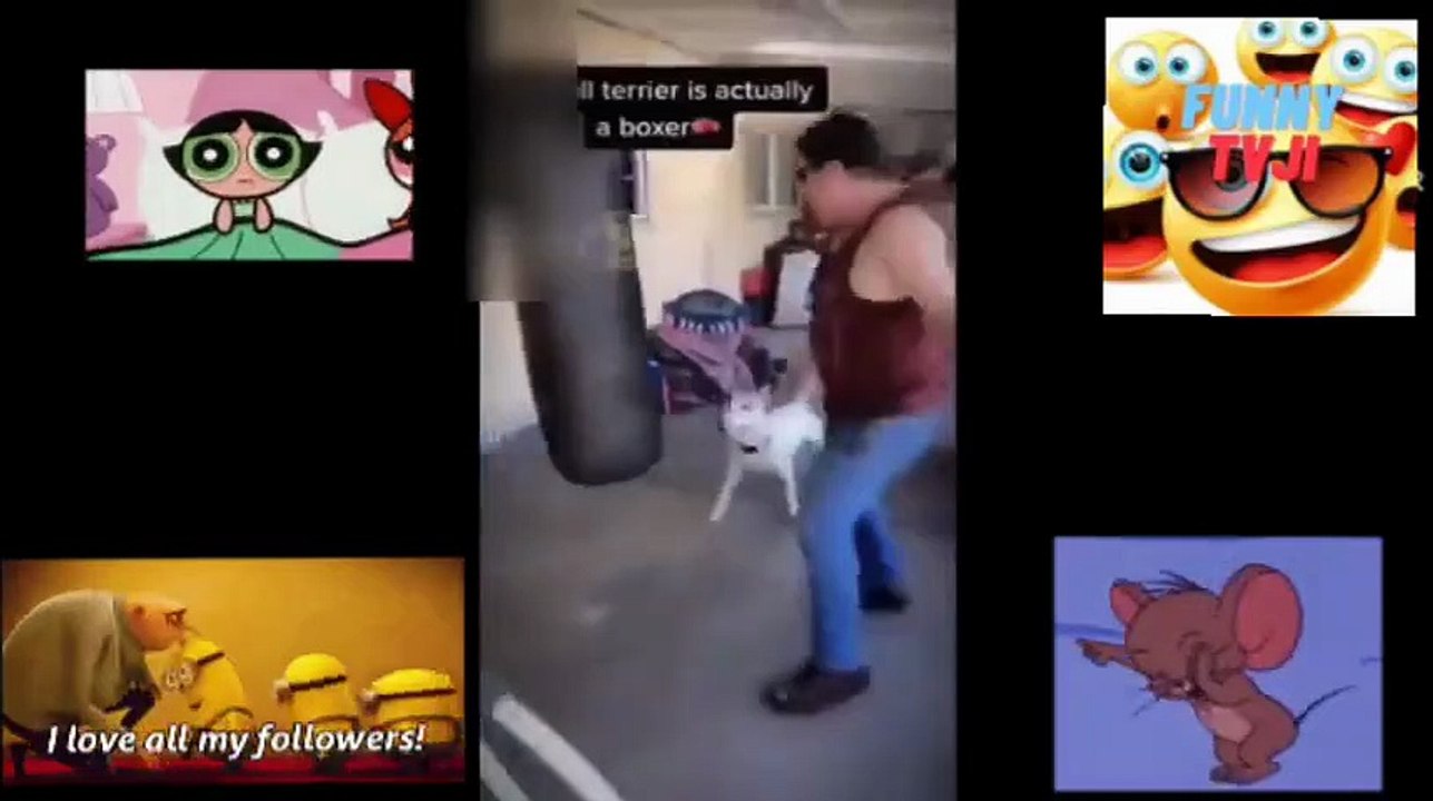 funniest moments video freedownloadvideo 57
