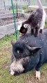 Patient Pig 'Panda' Plays With Baby Goats