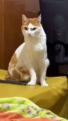 Tom Cat Disapproves of Sneezes