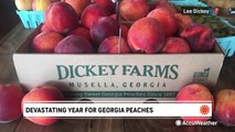 Devastating year for Georgia peaches