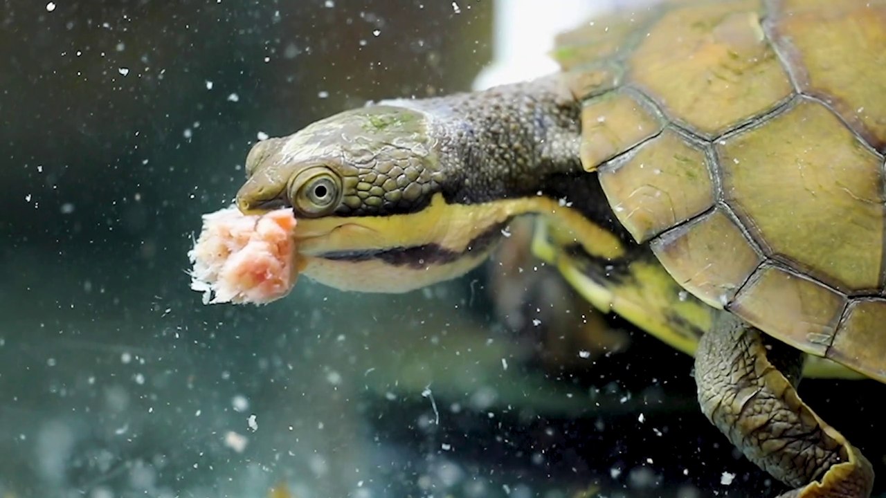 Manning River turtles breeding at Aussie Ark