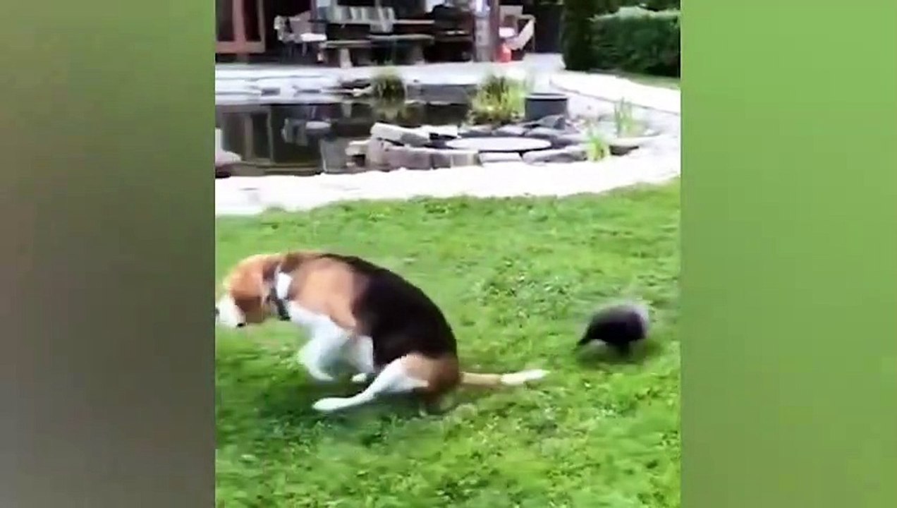 Funny Cats and Dogs