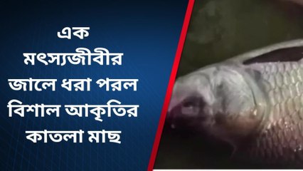 এক মৎস্যজীবীর জালে ধরা পরল বিশাল আকৃতির কাতলা মাছ