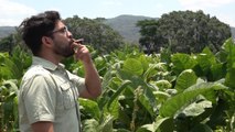 Estelí: Finca San Nicolás con los mejores tabacos de la región