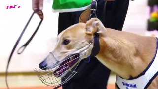 Australian champion Greyhound race