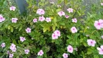 Vlog 2 ( বাংলা চটি গল্প ) See our village flower garden @Alisha