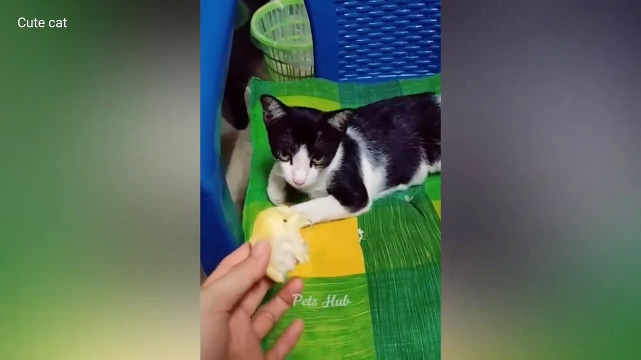 Cat and dog funny comedy video #cat #viral