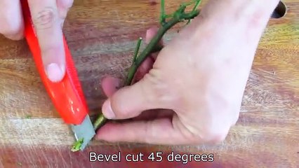 How to grow roses for beginners - Garden ideas