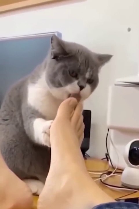 Funniest Cats and Dogs  - Funny Animal Videos #funny