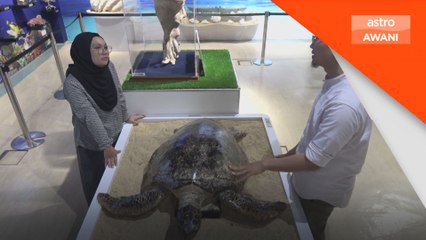 Hari Penyu Sedunia: Kepentingan pemuliharaan ekosistem marin
