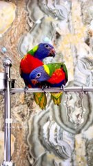 Lorikeet parrot
