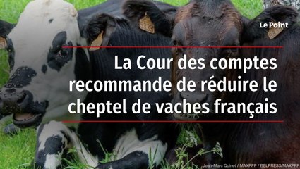 La Cour des comptes recommande de réduire le cheptel de vaches français