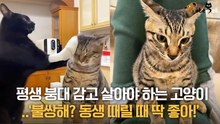 평생 붕대 감고 살아야 하는 고양이.. '불쌍해? 동생 때릴 때 딱 좋아!'