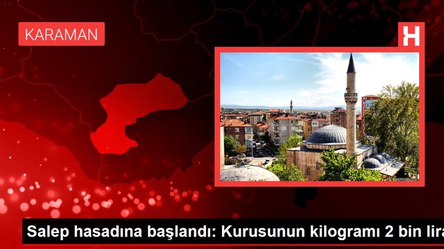 Salep hasadına başlandı: Kurusunun kilogramı 2 bin lira