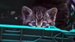 Scottish wildcat kittens born: New litter of critically endangered baby wildcats born in Scotland