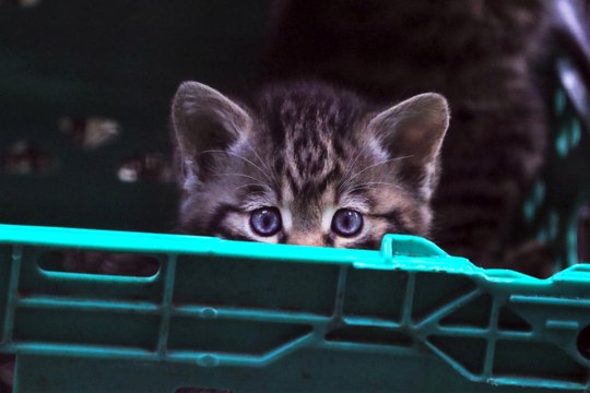 Scottish wildcat kittens born: New litter of critically endangered baby wildcats born in Scotland