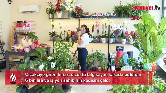 Hırsızlık için girdiği çiçekçiden kedi çaldı