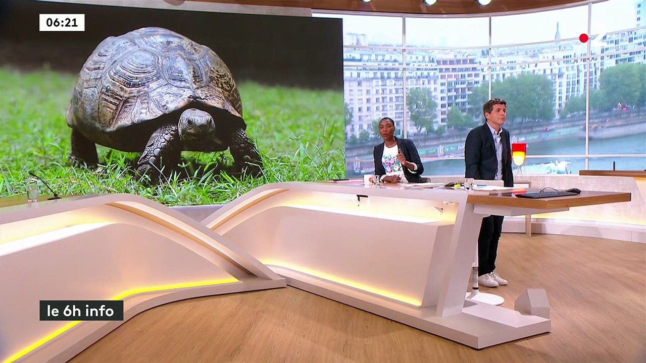 Thomas Sotto, en roule libre dans "Télématin" : le journaliste imite une tortue, un vers et un paresseux