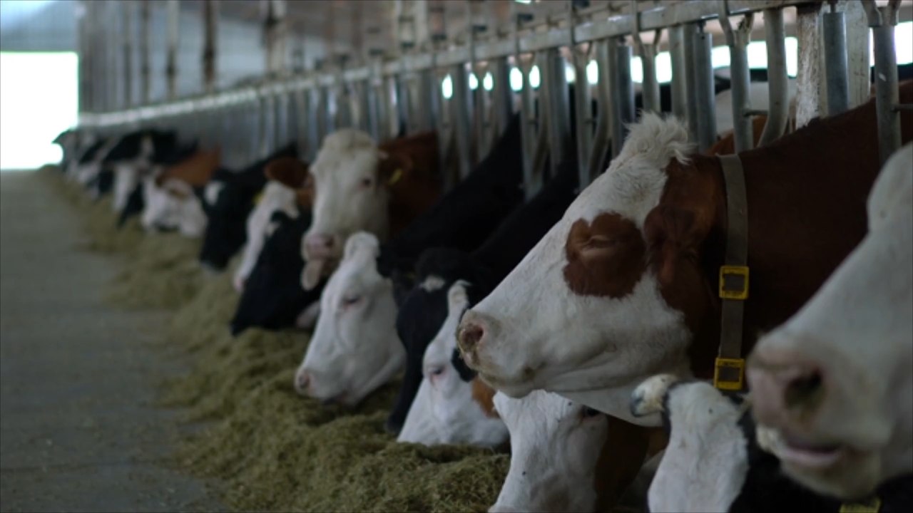 Rosenheim: Dutzende tote Rinder in Stall gefunden