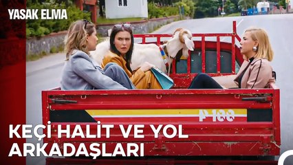 Adamlardan Kaçıp Keçilere Yakalandık - Yasak Elma 176. Bölüm (İLK SAHNE)