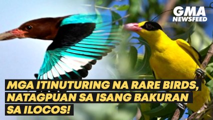 Скачать видео: Mga itinuturing na rare birds, natagpuan sa isang bakuran sa Ilocos! | GMA News Feed