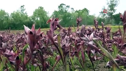 Kilosu 2 bin lira! Topraktan servet fışkırıyor