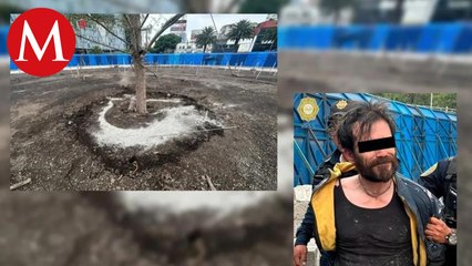 Un hombre es detenido al vandalizar el ahuehuete de Reforma