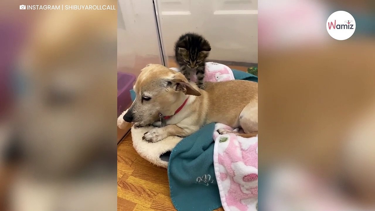Quand elle a décidé d'être famille d'accueil pour chatons, elle n'imaginait pas la réaction de son chien (vidéo)