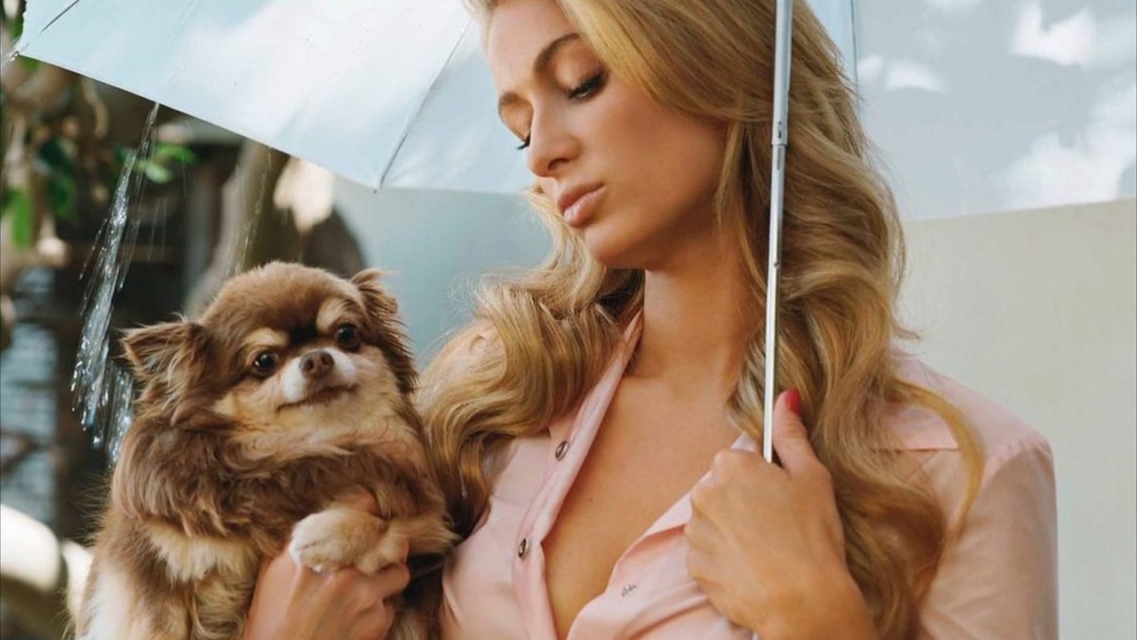 Paris hilton trauert um ihren chihuahua