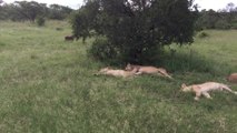 Warthog Hilariously Wakes Sleeping Lions | Wild-ish TV