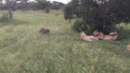 Warthog Hilariously Wakes Sleeping Lions | Wild-ish TV